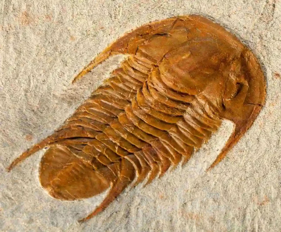fossil of a Cheirurus trilobite with detailed segments and a distinct head, viewed from above.